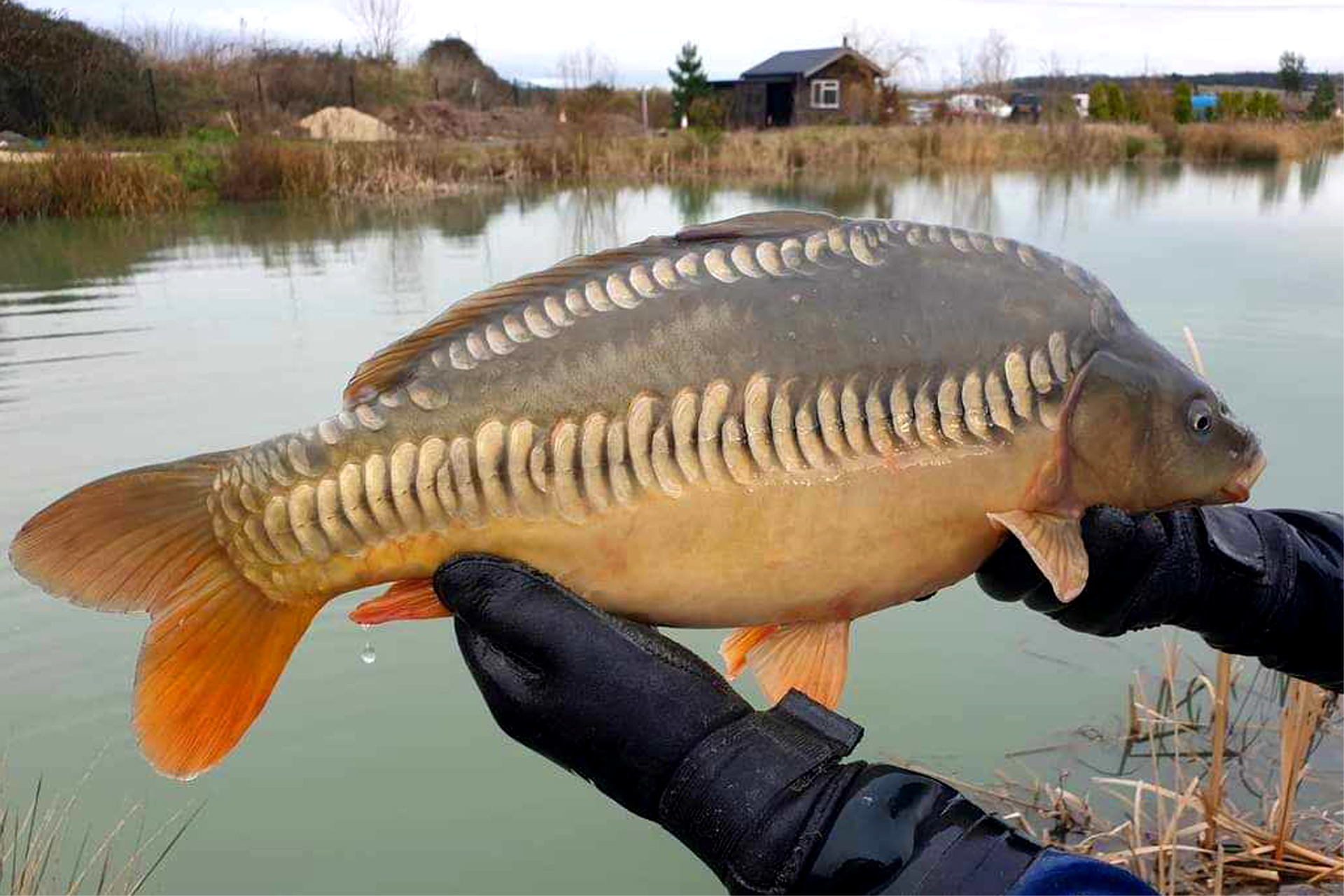 Carp for sale - Sanctuary Carp