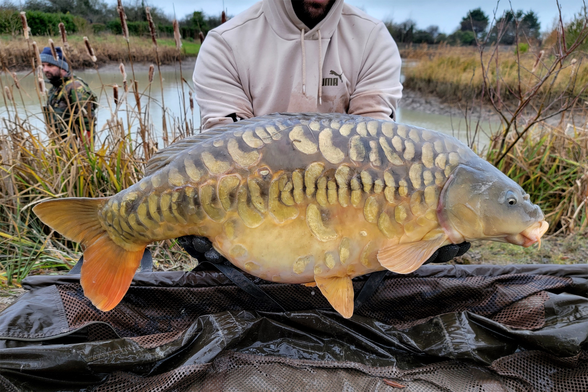 The Fish - Sanctuary Carp